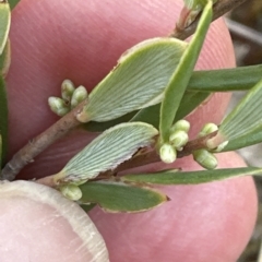 Monotoca scoparia at Aranda, ACT - 9 Mar 2023