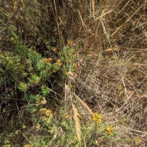 Themeda triandra at Hackett, ACT - 9 Mar 2023