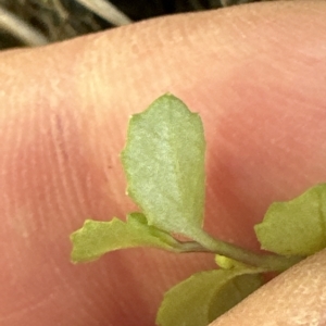 Isotoma fluviatilis subsp. australis at Aranda, ACT - 9 Mar 2023