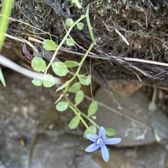 Isotoma fluviatilis subsp. australis at Aranda, ACT - 9 Mar 2023