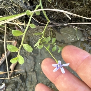 Isotoma fluviatilis subsp. australis at Molonglo Valley, ACT - 9 Mar 2023