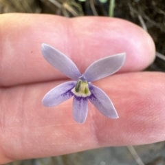 Isotoma fluviatilis subsp. australis at Molonglo Valley, ACT - 9 Mar 2023