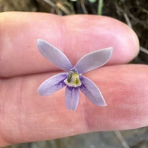 Isotoma fluviatilis subsp. australis at Aranda, ACT - 9 Mar 2023 04:43 PM