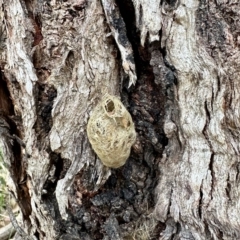 Unverified Insect at Black Range, NSW - 8 Mar 2023 by KMcCue