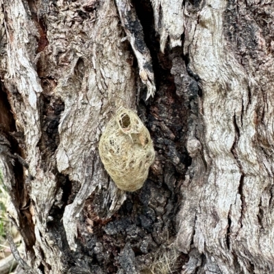 Unverified Insect at Black Range, NSW - 8 Mar 2023 by KMcCue