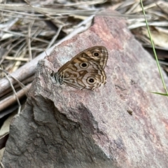 Geitoneura acantha (Ringed Xenica) at Black Range, NSW - 8 Mar 2023 by KMcCue