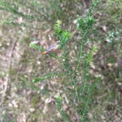 Unverified Lacewing (Neuroptera) at Black Range, NSW - 8 Mar 2023 by KMcCue