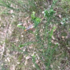 Unidentified Lacewing (Neuroptera) at Black Range, NSW - 8 Mar 2023 by KMcCue