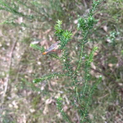 Unverified Lacewing (Neuroptera) at Black Range, NSW - 8 Mar 2023 by KMcCue