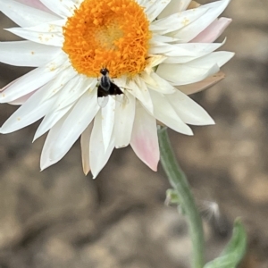 Geron nigralis at Acton, ACT - 13 Feb 2023