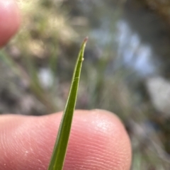 Setaria sp. (Pigeon Grass) at Aranda, ACT - 9 Mar 2023 by lbradley