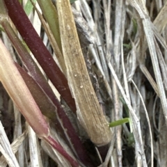 Setaria sp. at Aranda, ACT - 9 Mar 2023