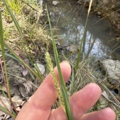 Setaria sp. at Aranda, ACT - 9 Mar 2023