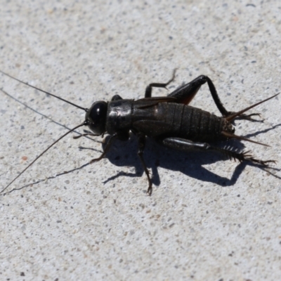 Teleogryllus commodus (Black Field Cricket) at Isabella Plains, ACT - 9 Mar 2023 by RodDeb