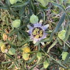 Passiflora caerulea (Blue Passionflower) at Molonglo Valley, ACT - 8 Mar 2023 by Steve_Bok