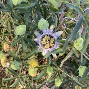 Passiflora caerulea at Molonglo Valley, ACT - 9 Mar 2023 07:37 AM