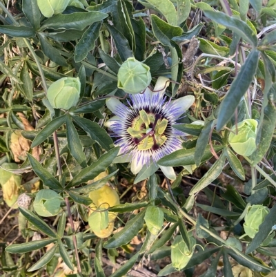 Passiflora caerulea (Blue Passionflower) at Molonglo River Reserve - 8 Mar 2023 by Steve_Bok