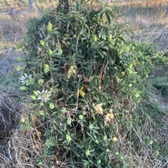 Passiflora caerulea at Molonglo Valley, ACT - 9 Mar 2023 07:37 AM