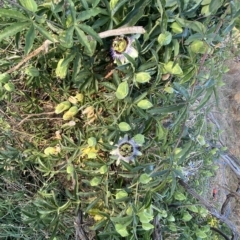 Passiflora caerulea at Molonglo Valley, ACT - 9 Mar 2023 07:37 AM