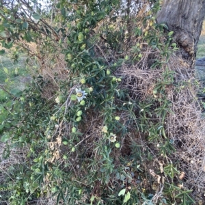 Passiflora caerulea at Molonglo Valley, ACT - 9 Mar 2023 07:37 AM