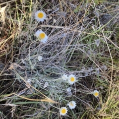 Leucochrysum albicans subsp. tricolor (Hoary Sunray) at Molonglo River Reserve - 8 Mar 2023 by Steve_Bok