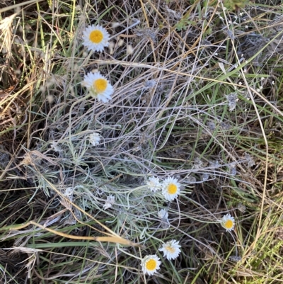 Leucochrysum albicans subsp. tricolor (Hoary Sunray) at Molonglo Valley, ACT - 8 Mar 2023 by Steve_Bok