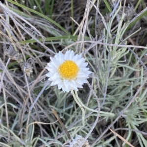 Leucochrysum albicans subsp. tricolor at Molonglo Valley, ACT - 9 Mar 2023 08:39 AM