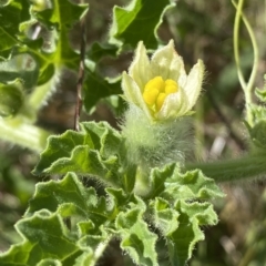 Citrullus amarus (Wild Melon, Camel Melon, Bitter Melon) at Coombs, ACT - 9 Mar 2023 by SteveBorkowskis