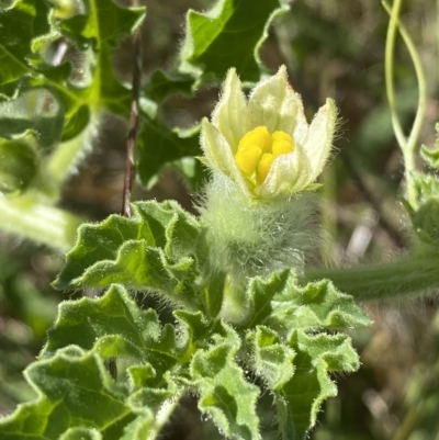Citrullus amarus (Wild Melon, Camel Melon, Bitter Melon) at Coombs, ACT - 9 Mar 2023 by SteveBorkowskis