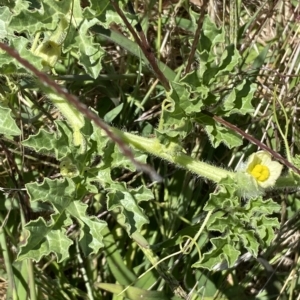 Citrullus amarus at Coombs, ACT - 9 Mar 2023