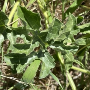 Citrullus amarus at Coombs, ACT - 9 Mar 2023