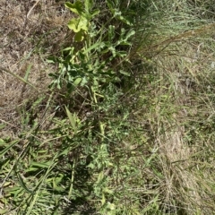 Citrullus amarus at Coombs, ACT - 9 Mar 2023