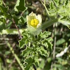 Citrullus amarus at Coombs, ACT - 9 Mar 2023