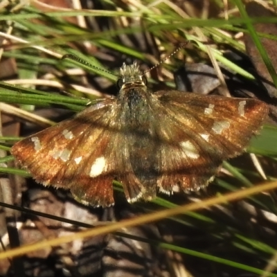 Dispar compacta (Barred Skipper) at Paddys River, ACT - 9 Mar 2023 by JohnBundock