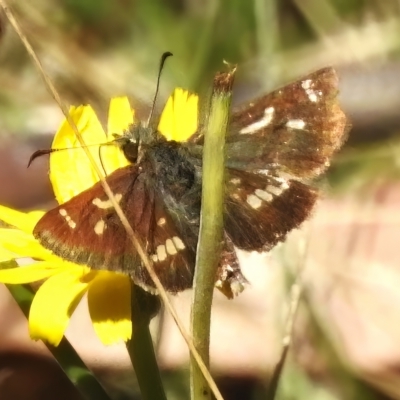 Dispar compacta (Barred Skipper) at Paddys River, ACT - 9 Mar 2023 by JohnBundock