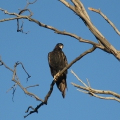 Aquila audax (Wedge-tailed Eagle) at Cook, ACT - 9 Mar 2023 by dwise