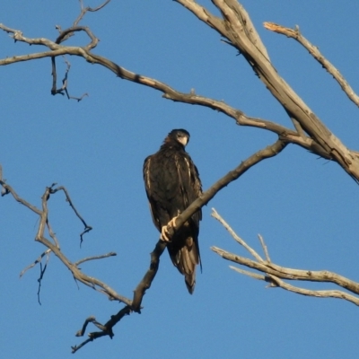 Aquila audax (Wedge-tailed Eagle) at Cook, ACT - 9 Mar 2023 by dwise