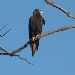 Aquila audax at Cook, ACT - 9 Mar 2023 05:18 PM