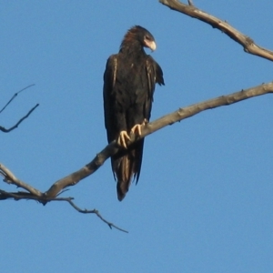 Aquila audax at Cook, ACT - 9 Mar 2023 05:18 PM