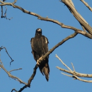 Aquila audax at Cook, ACT - 9 Mar 2023 05:18 PM