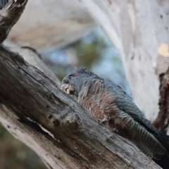 Callocephalon fimbriatum (Gang-gang Cockatoo) at GG229 - 6 Mar 2023 by LisaH