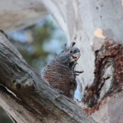 Callocephalon fimbriatum at Hughes, ACT - suppressed