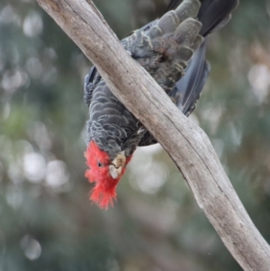 Callocephalon fimbriatum at Hughes, ACT - suppressed