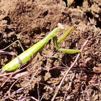 Mantis octospilota (Eight-spotted or Black-barred mantis) at Wambrook, NSW - 9 Mar 2023 by Mike
