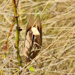 Tenodera australasiae (Purple-winged mantid) at Wambrook, NSW - 9 Mar 2023 by Mike