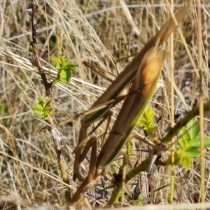 Tenodera australasiae at Wambrook, NSW - 9 Mar 2023