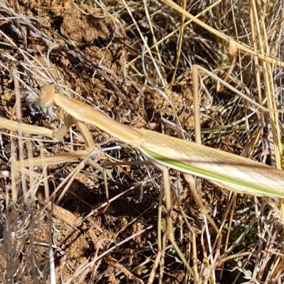 Tenodera australasiae (Purple-winged mantid) at Wambrook, NSW - 8 Mar 2023 by Mike