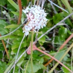 Trachymene humilis subsp. humilis (Alpine Trachymene) at Mount Clear, ACT - 8 Mar 2023 by LPadg