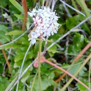 Trachymene humilis subsp. humilis at Mount Clear, ACT - 8 Mar 2023 01:25 PM