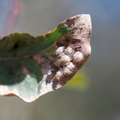 Cardiaspina sp. (genus) (Lace or Basket lerp) at Higgins, ACT - 5 Mar 2023 by Untidy